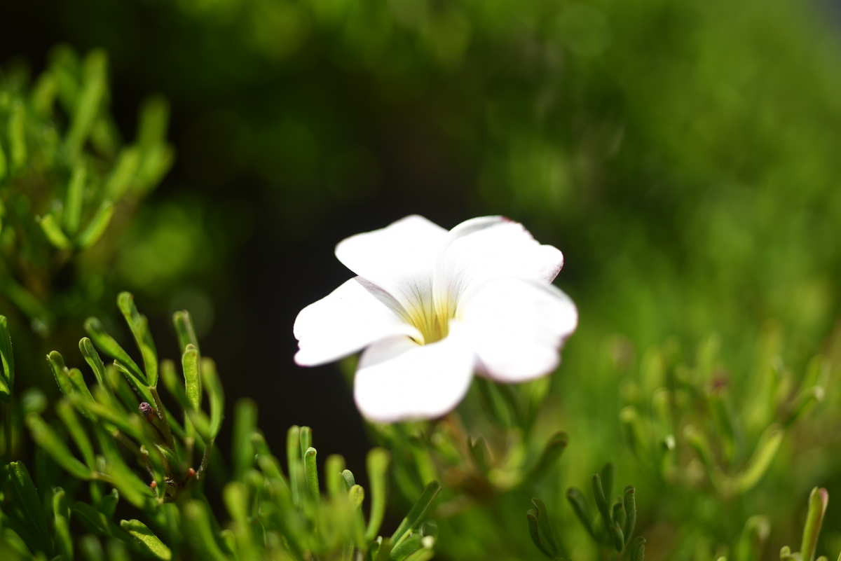 f:id:psato7:20191231205327j:plain