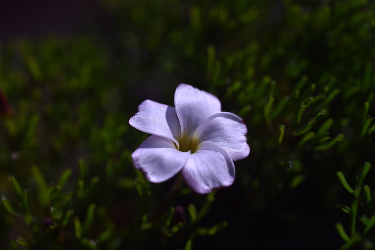 f:id:psato7:20191231205627j:plain