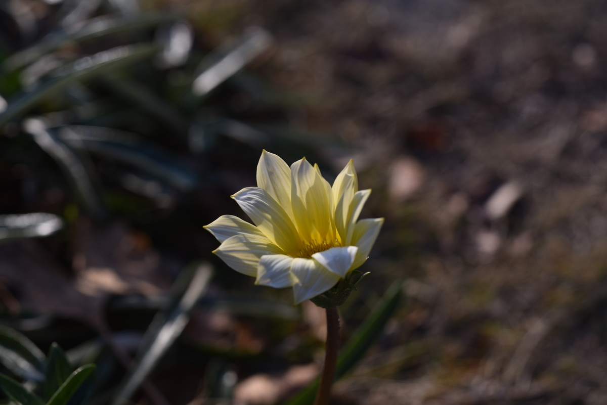 f:id:psato7:20191231210126j:plain