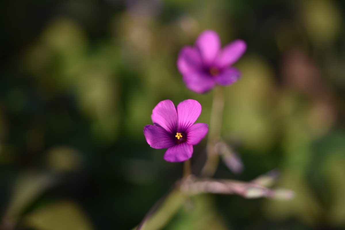 f:id:psato7:20191231210209j:plain