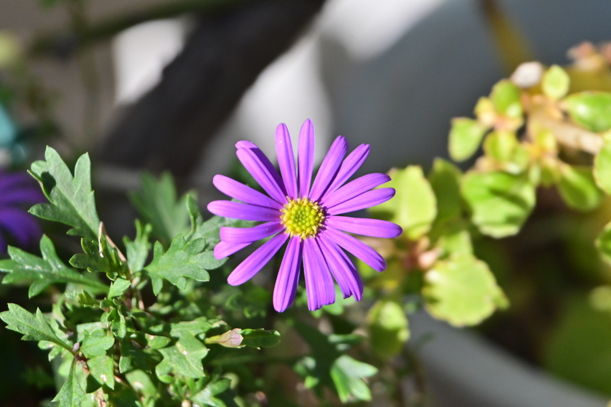 f:id:psato7:20200105211429j:plain