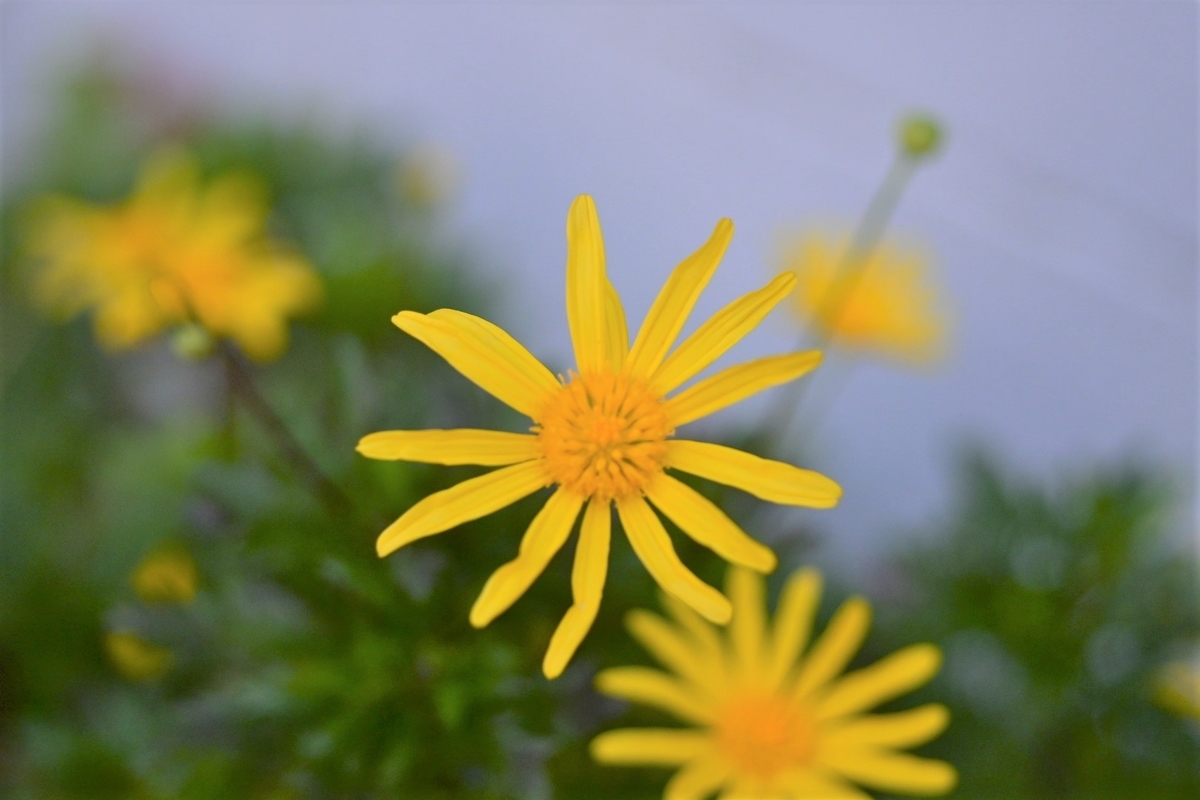 f:id:psato7:20200110210401j:plain