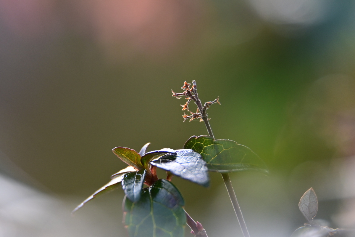 f:id:psato7:20200125215111j:plain