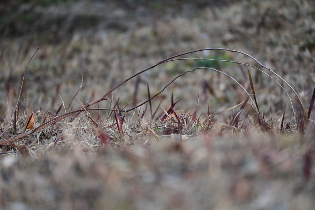 f:id:psato7:20200125215557j:plain