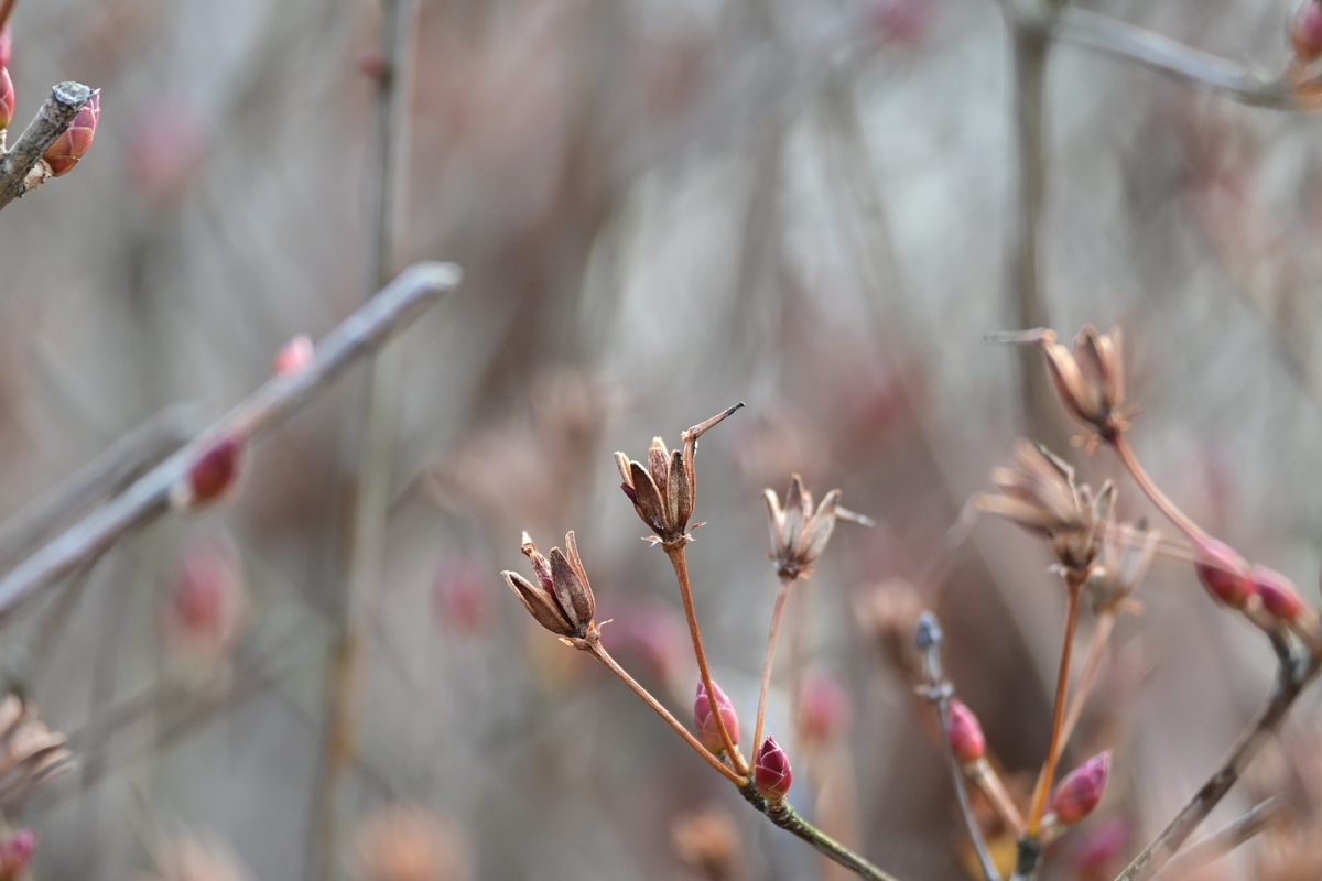 f:id:psato7:20200125215829j:plain