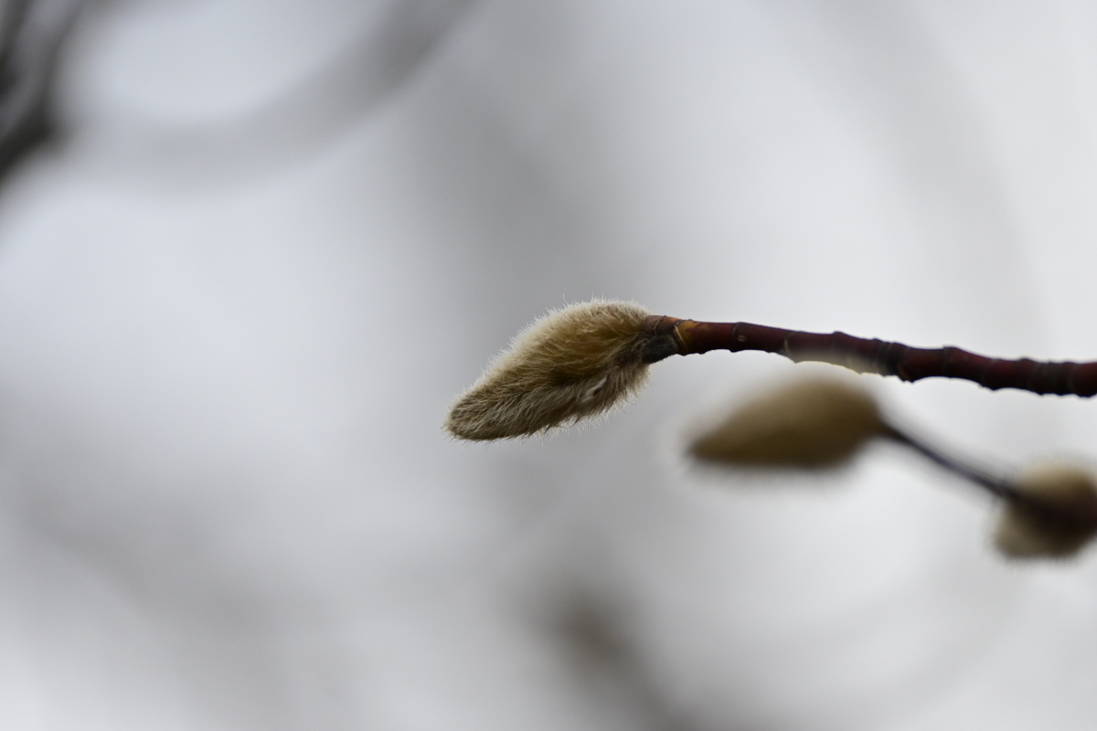 f:id:psato7:20200125220219j:plain