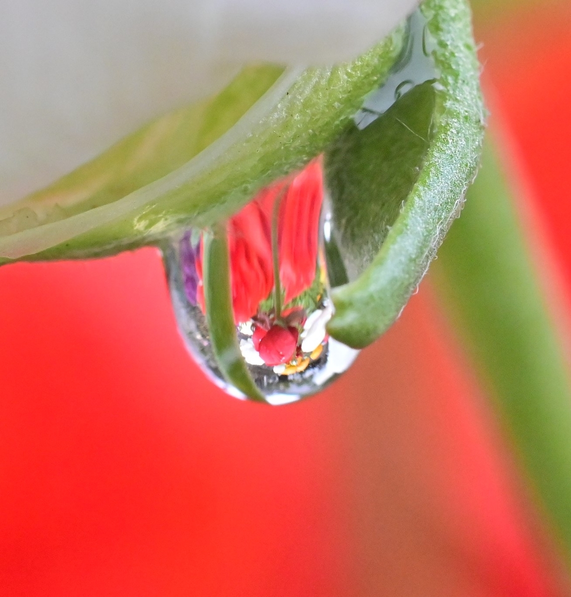 💧🌷水滴の中に花の写真を撮影しました☺ - photo & hobby