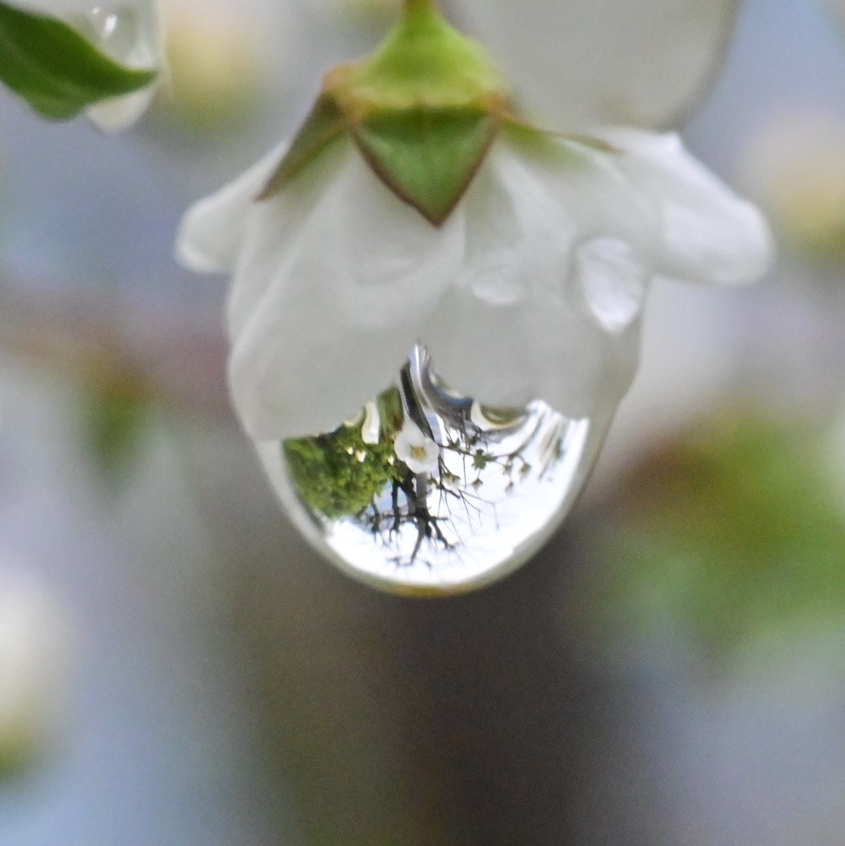 水滴の中に花の写真を撮影しました Photo Hobby 水滴の中に花の写真を撮影しました Photo Hobby