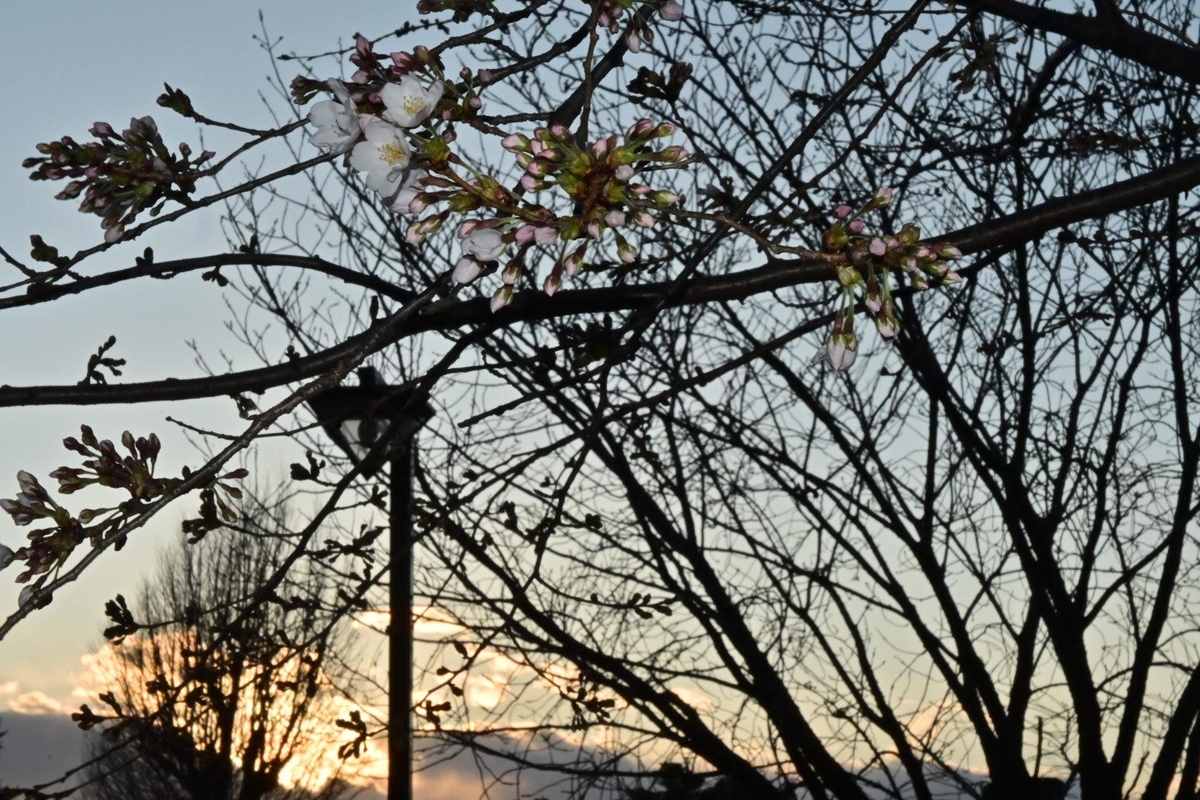 f:id:psato7:20200316172431j:plain