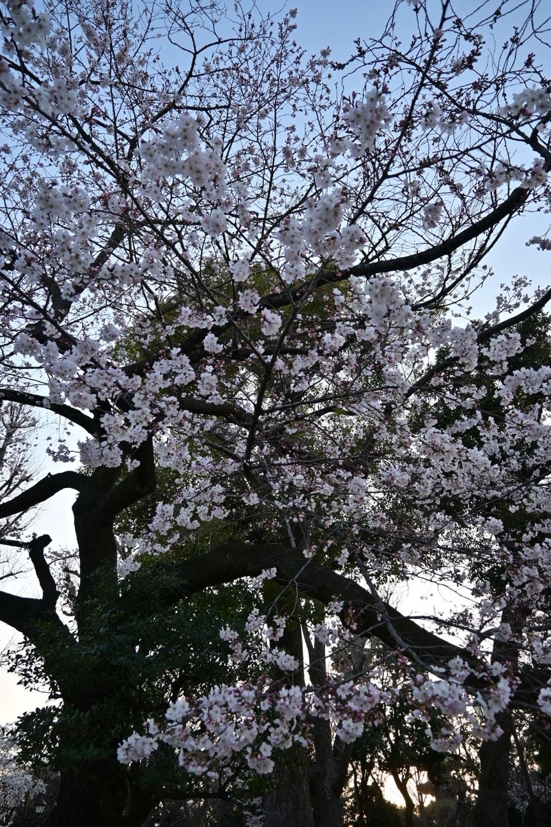 f:id:psato7:20200319211539j:plain f:id:psato7:20200319211539j:plain