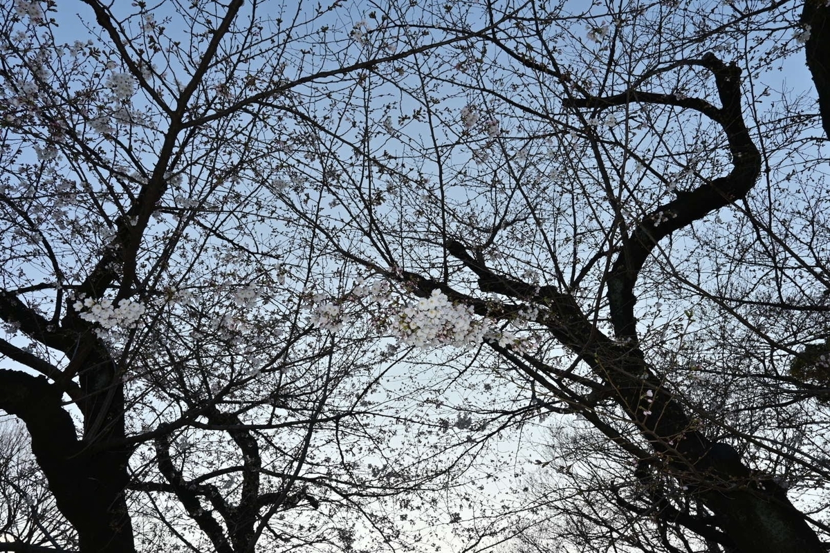 f:id:psato7:20200319212520j:plain f:id:psato7:20200319212520j:plain