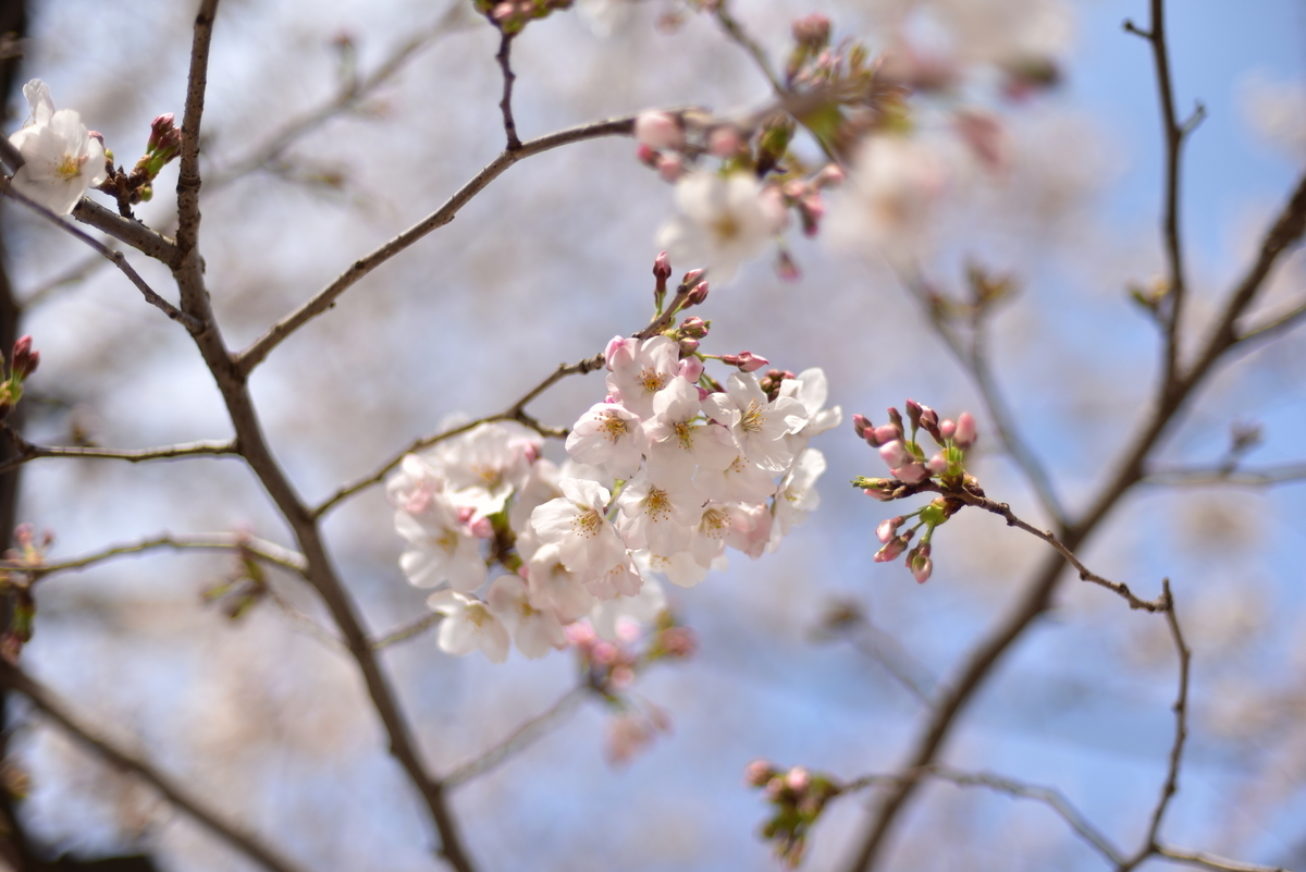 f:id:psato7:20200323212411j:plain f:id:psato7:20200323212411j:plain