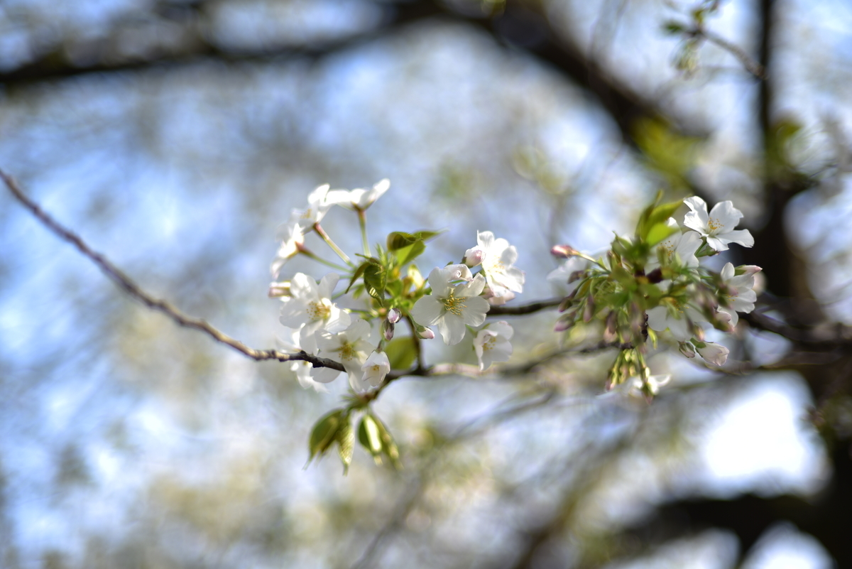 f:id:psato7:20200323213227j:plain f:id:psato7:20200323213227j:plain