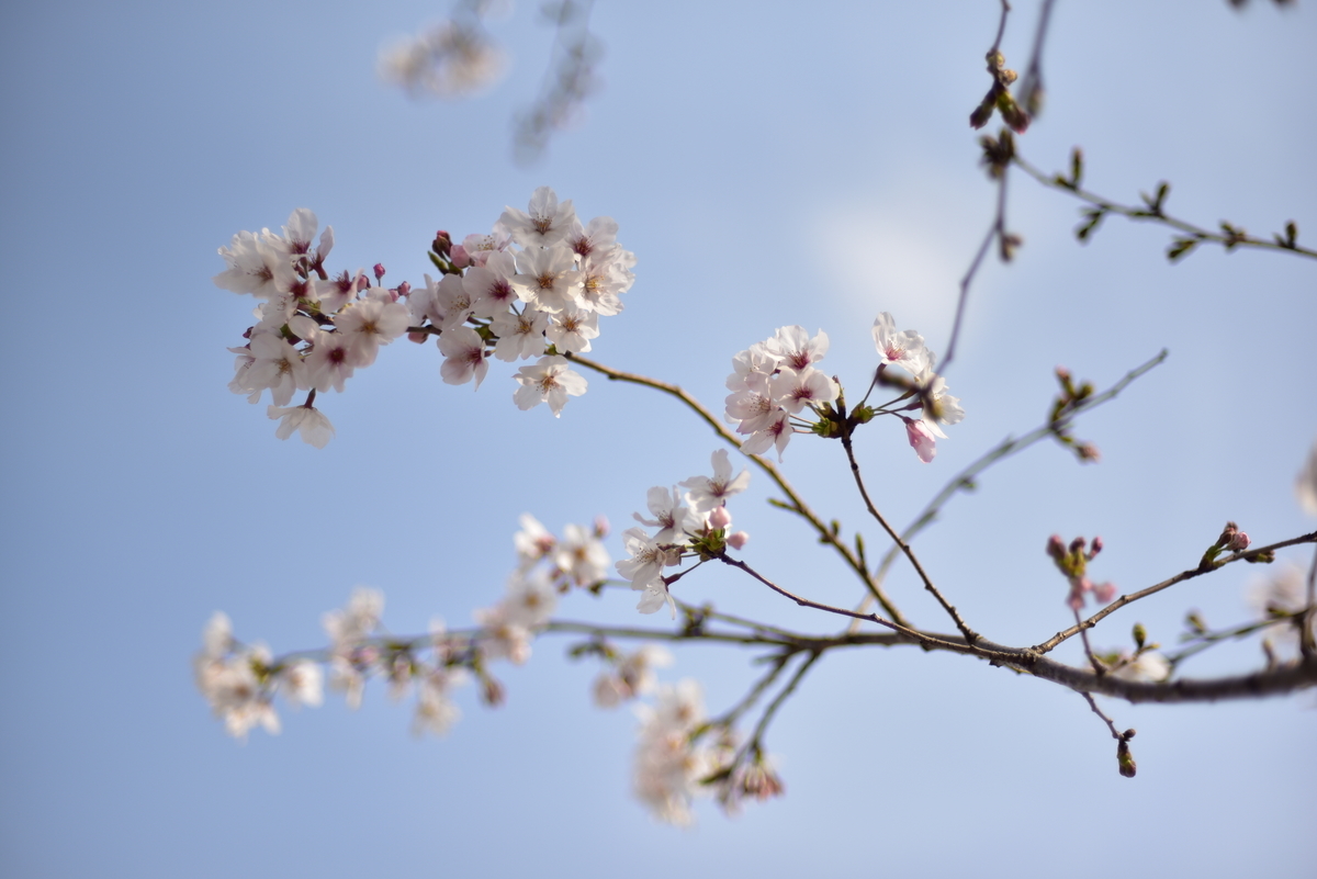 f:id:psato7:20200323213353j:plain f:id:psato7:20200323213353j:plain