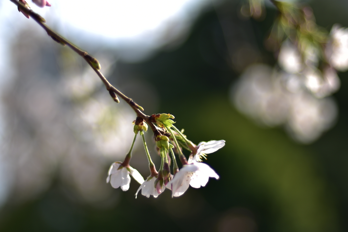 f:id:psato7:20200323213443j:plain f:id:psato7:20200323213443j:plain