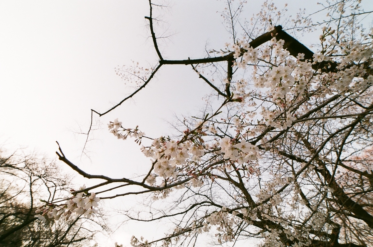 f:id:psato7:20200327084228j:plain f:id:psato7:20200327084228j:plain