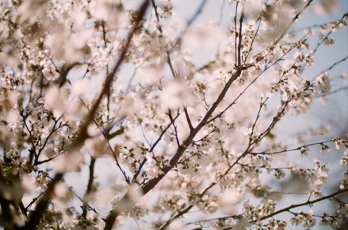 f:id:psato7:20200327090113j:plain f:id:psato7:20200327090113j:plain