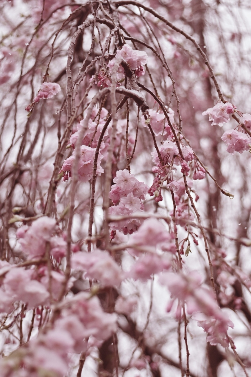 f:id:psato7:20200329210310j:plain