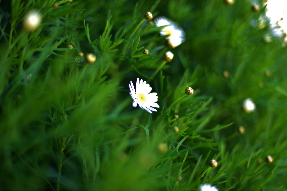 f:id:psato7:20200421052936j:plain