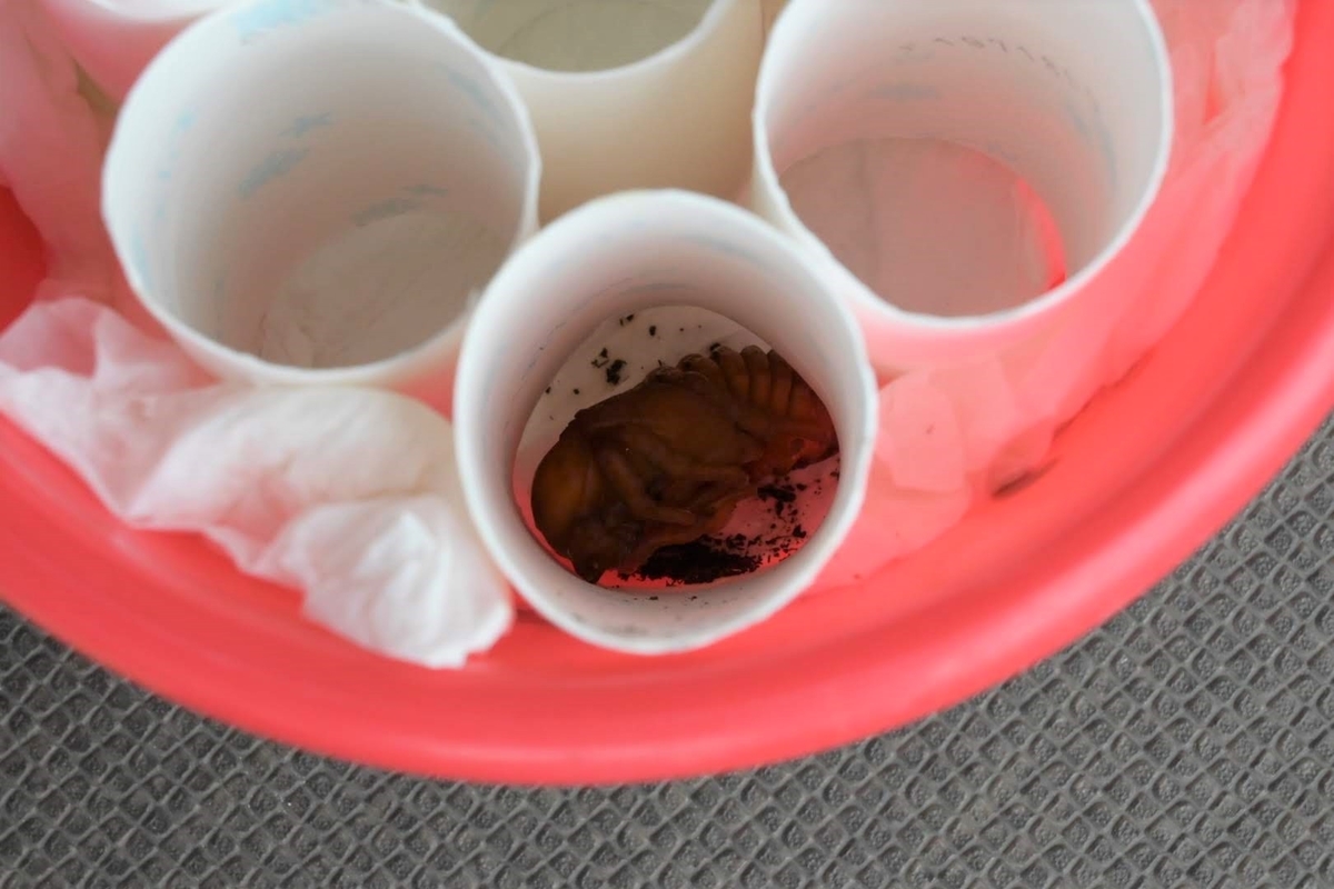 f:id:psato7:20200504194114j:plain