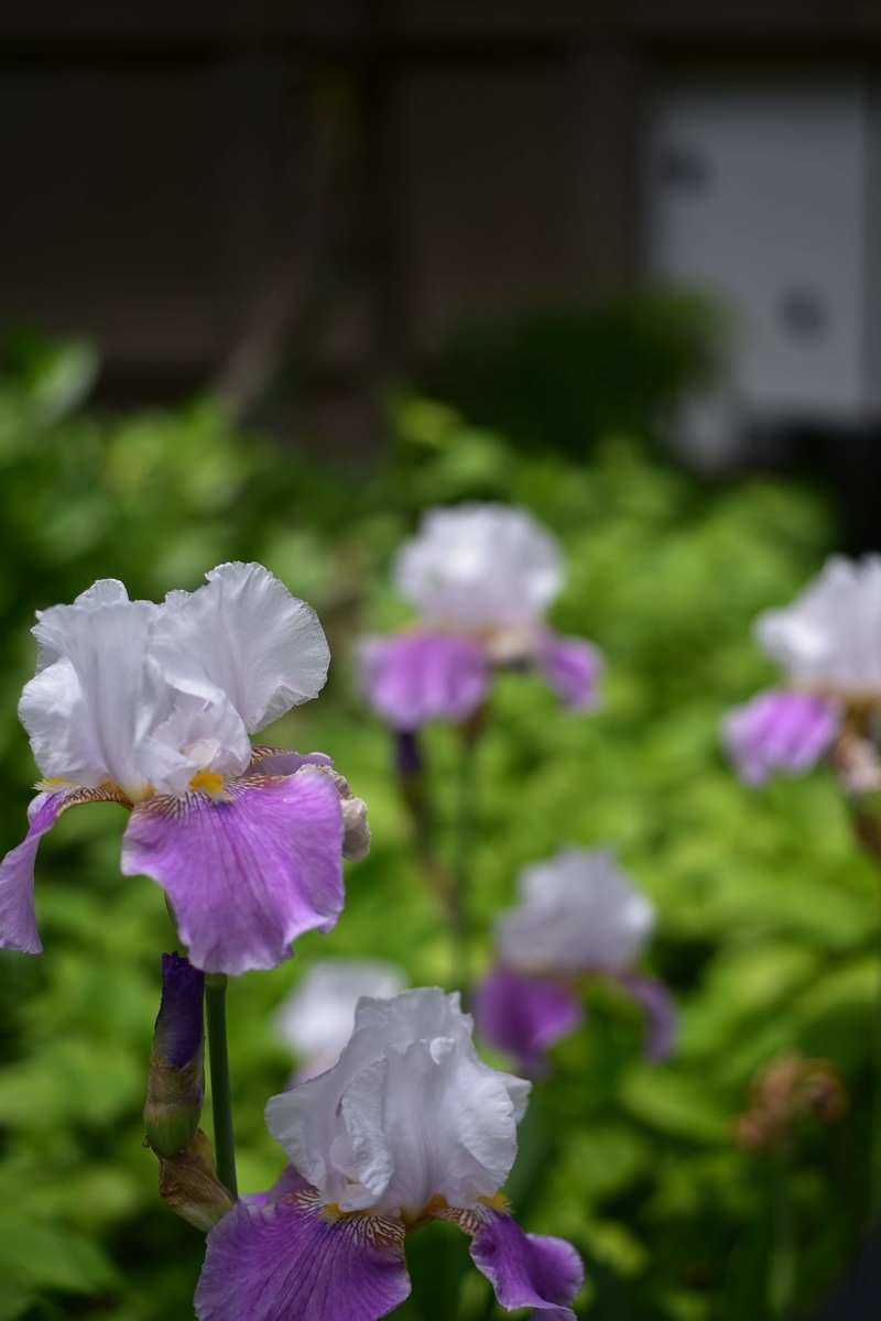 f:id:psato7:20200511205427j:plain