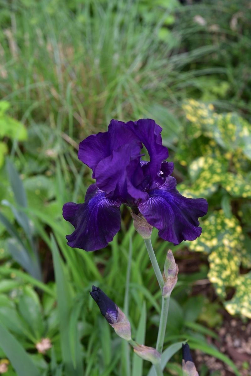 f:id:psato7:20200511205456j:plain