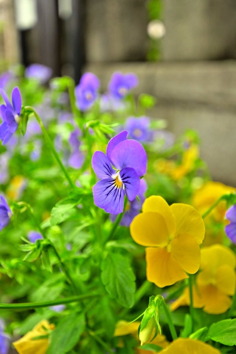 f:id:psato7:20200521055209j:plain