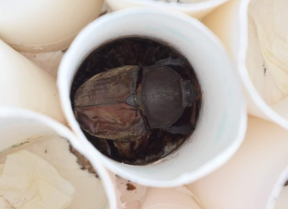 f:id:psato7:20200523111829j:plain