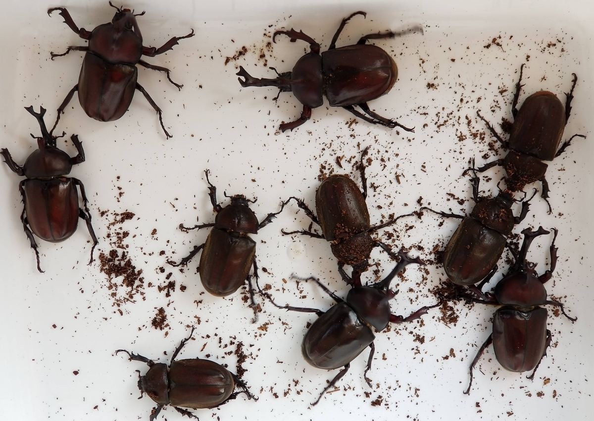 f:id:psato7:20200525055058j:plain