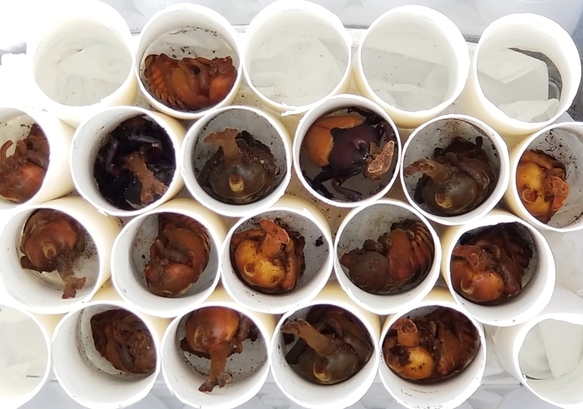 f:id:psato7:20200525055413j:plain