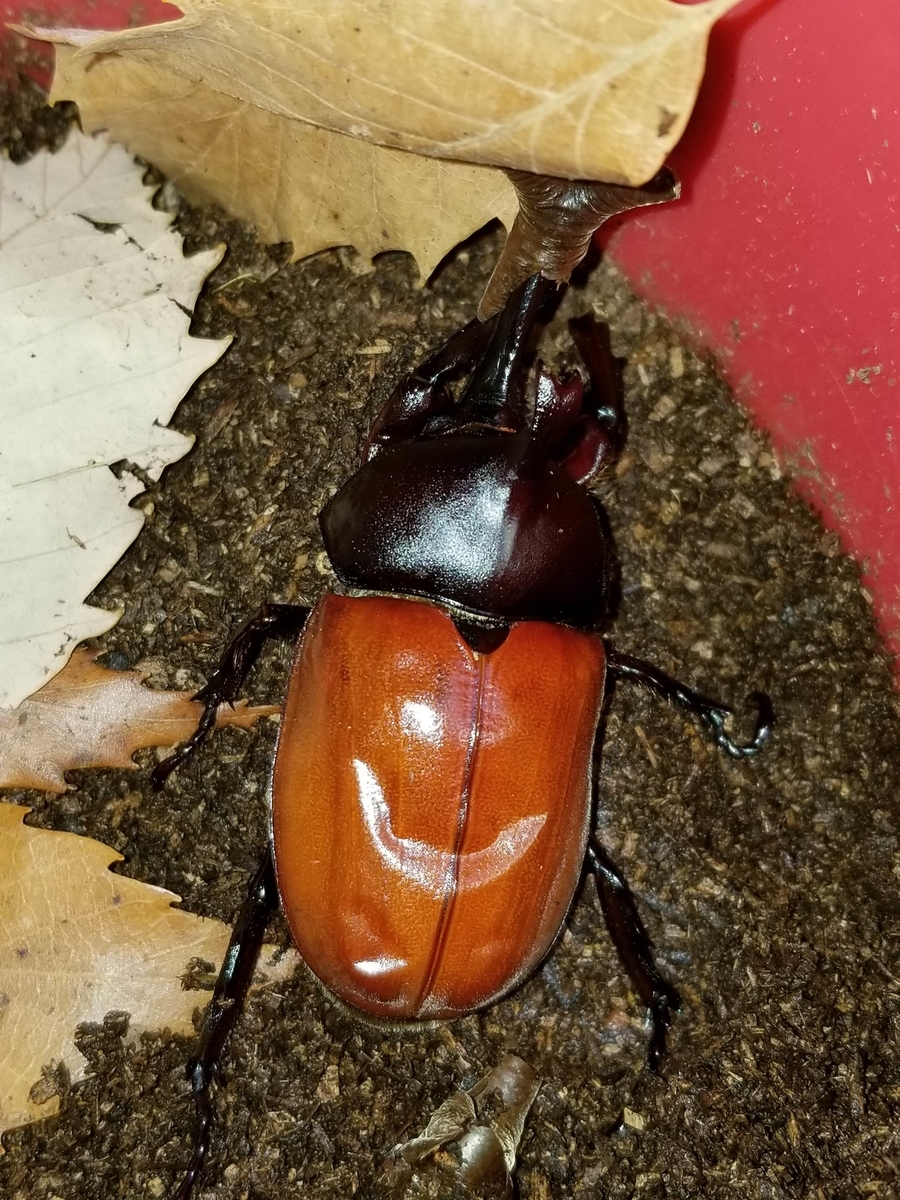 f:id:psato7:20200525074211j:plain