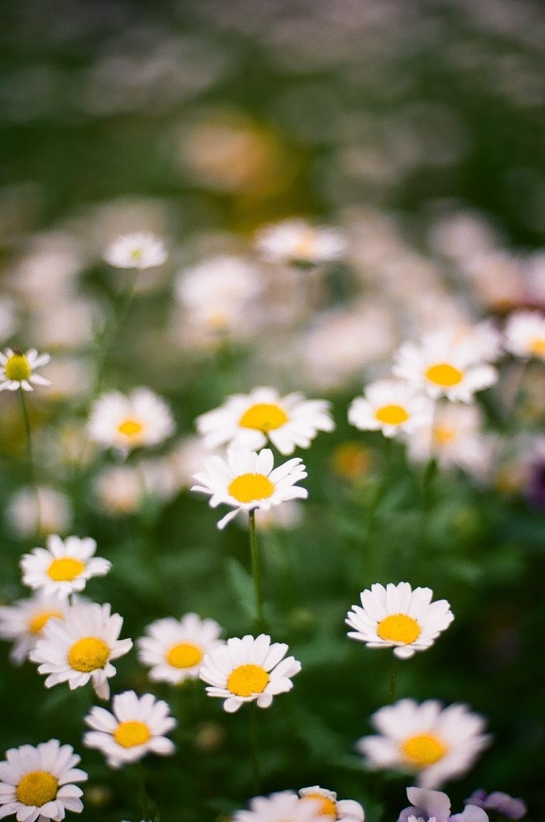 f:id:psato7:20200605055031j:plain f:id:psato7:20200605055031j:plain