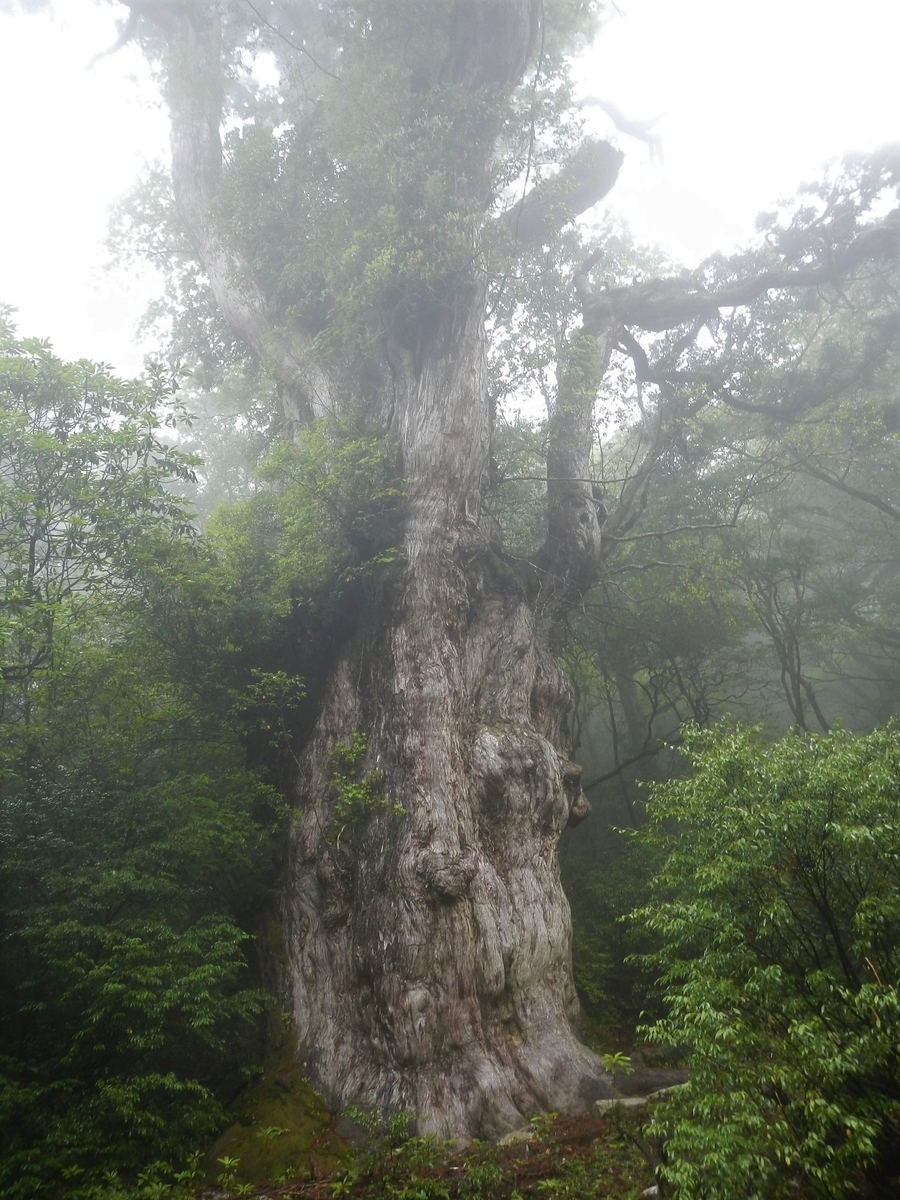 f:id:psato7:20200607112719j:plain f:id:psato7:20200607112719j:plain