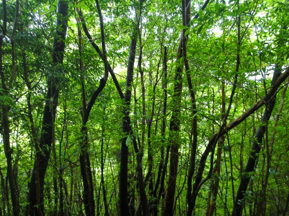 f:id:psato7:20200607212819j:plain