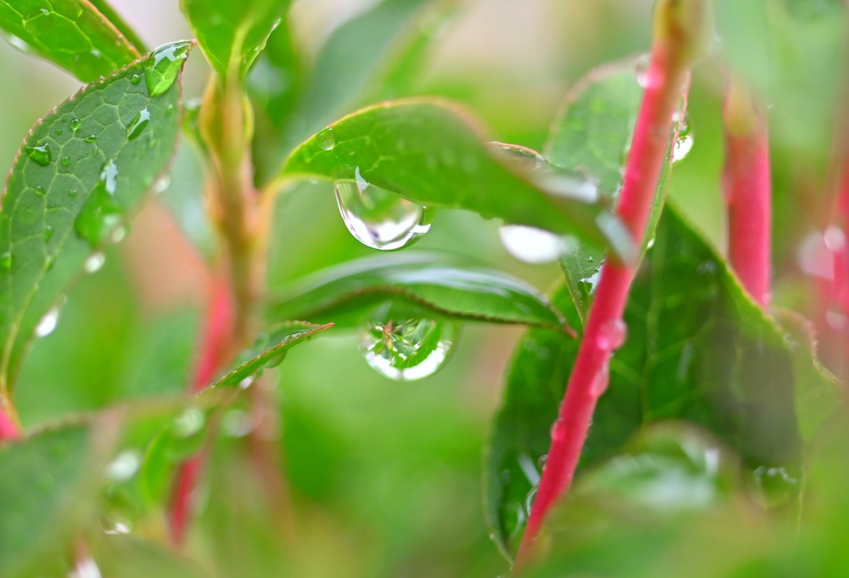 f:id:psato7:20200615212333j:plain