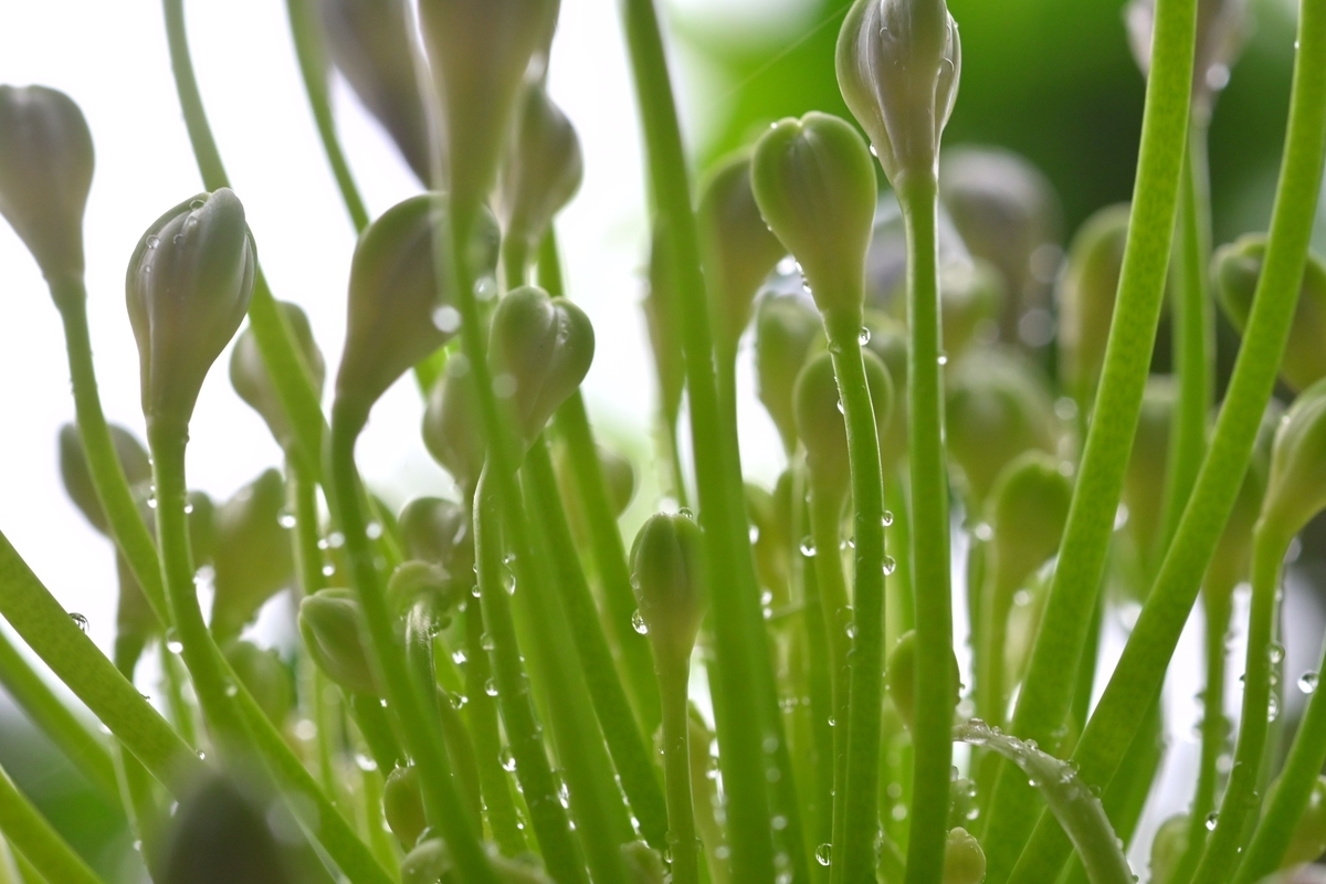 f:id:psato7:20200615212529j:plain