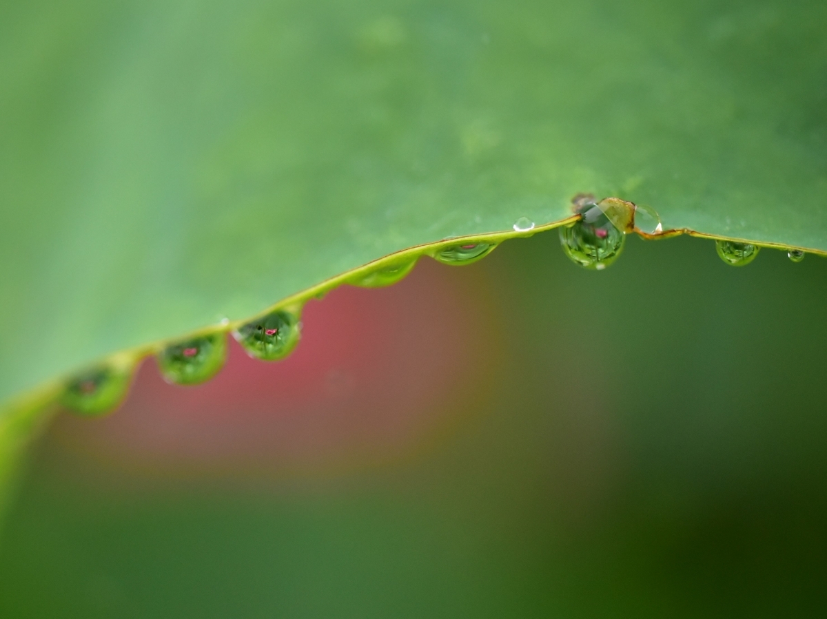 f:id:psato7:20200718111427j:plain f:id:psato7:20200718111427j:plain