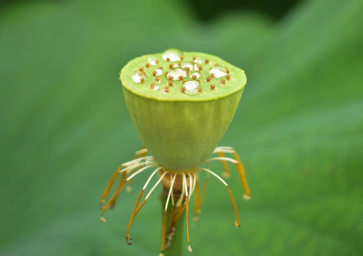 f:id:psato7:20200718111537j:plain f:id:psato7:20200718111537j:plain