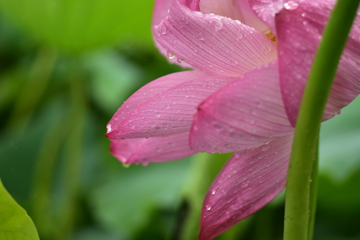 f:id:psato7:20200718111943j:plain f:id:psato7:20200718111943j:plain