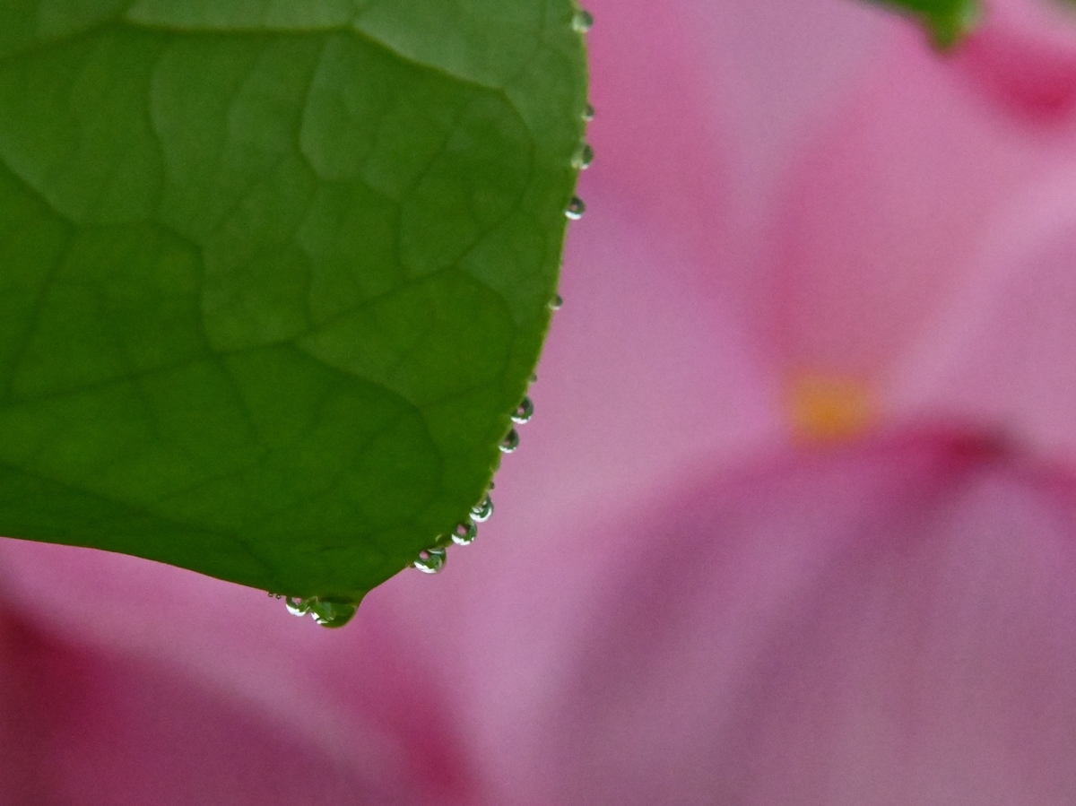 f:id:psato7:20200719084250j:plain