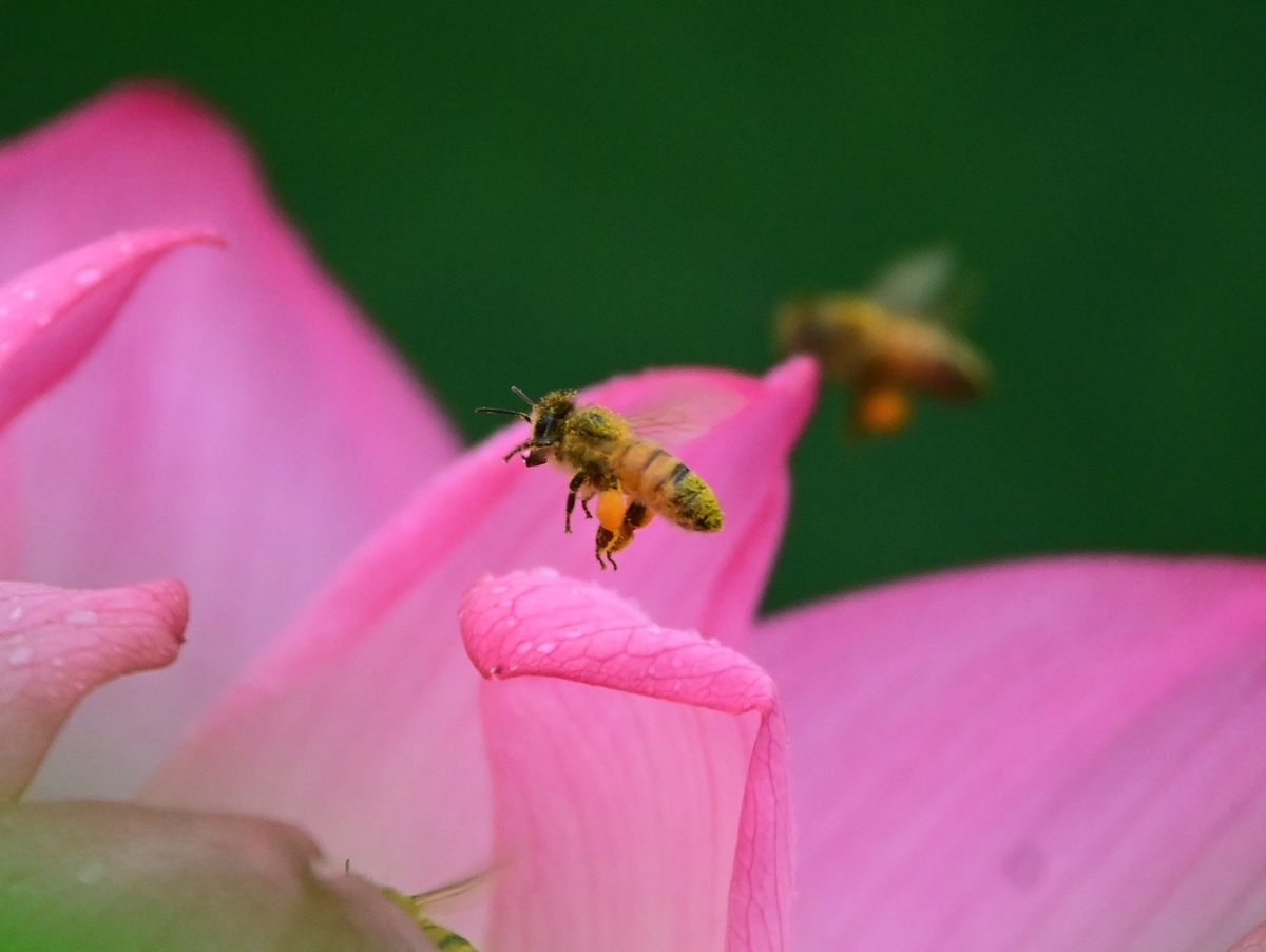 f:id:psato7:20200723162313j:plain