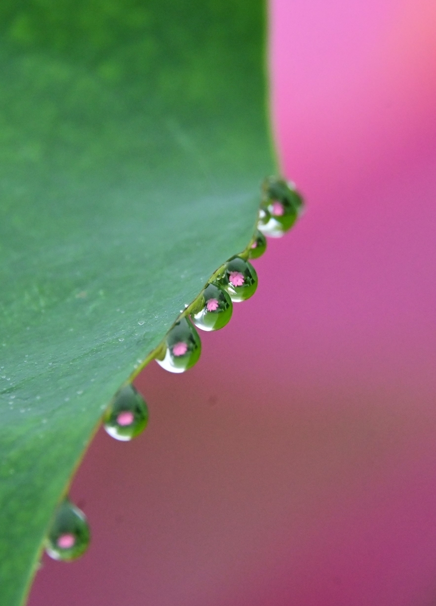 f:id:psato7:20200723162434j:plain