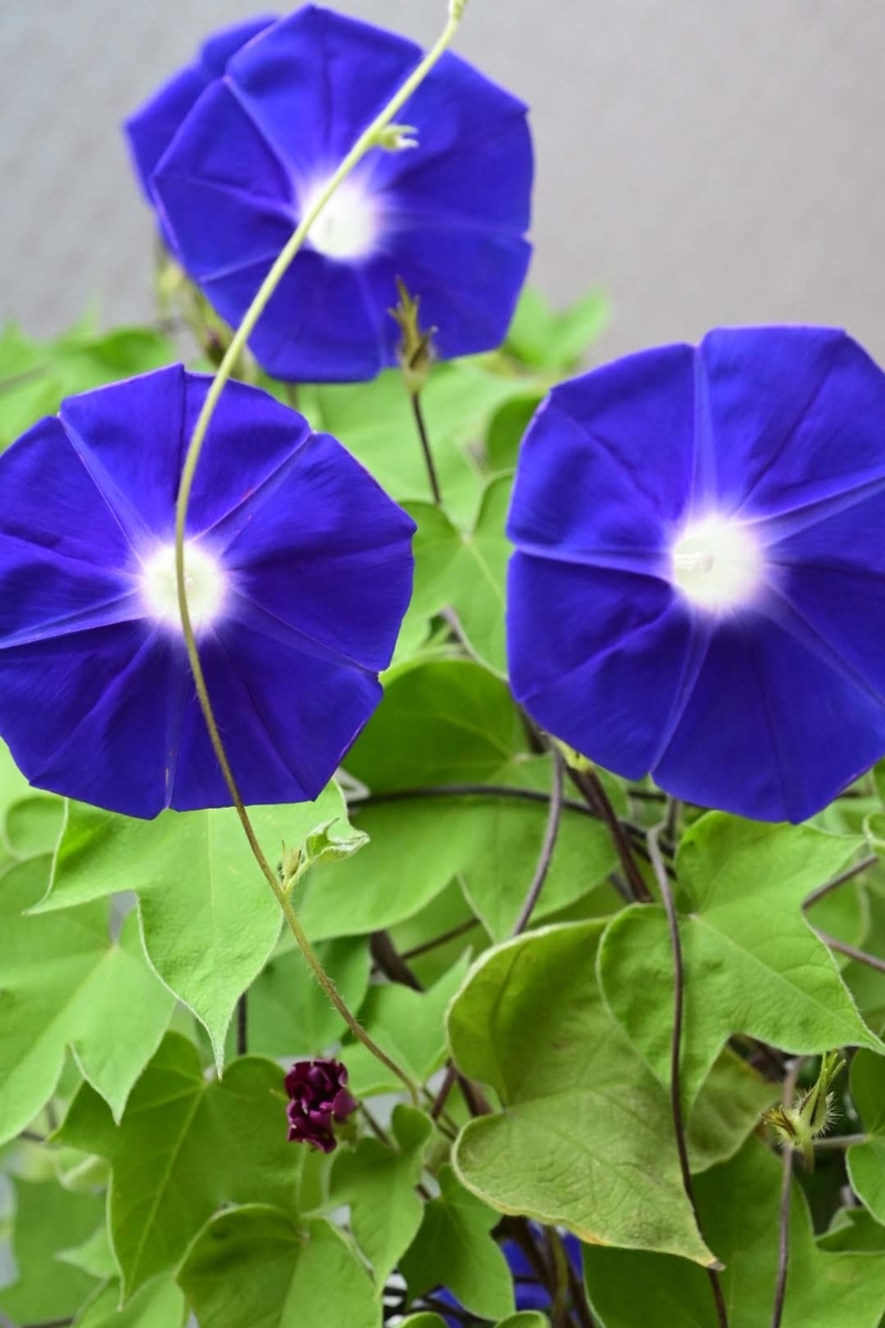 f:id:psato7:20200731052430j:plain f:id:psato7:20200731052430j:plain