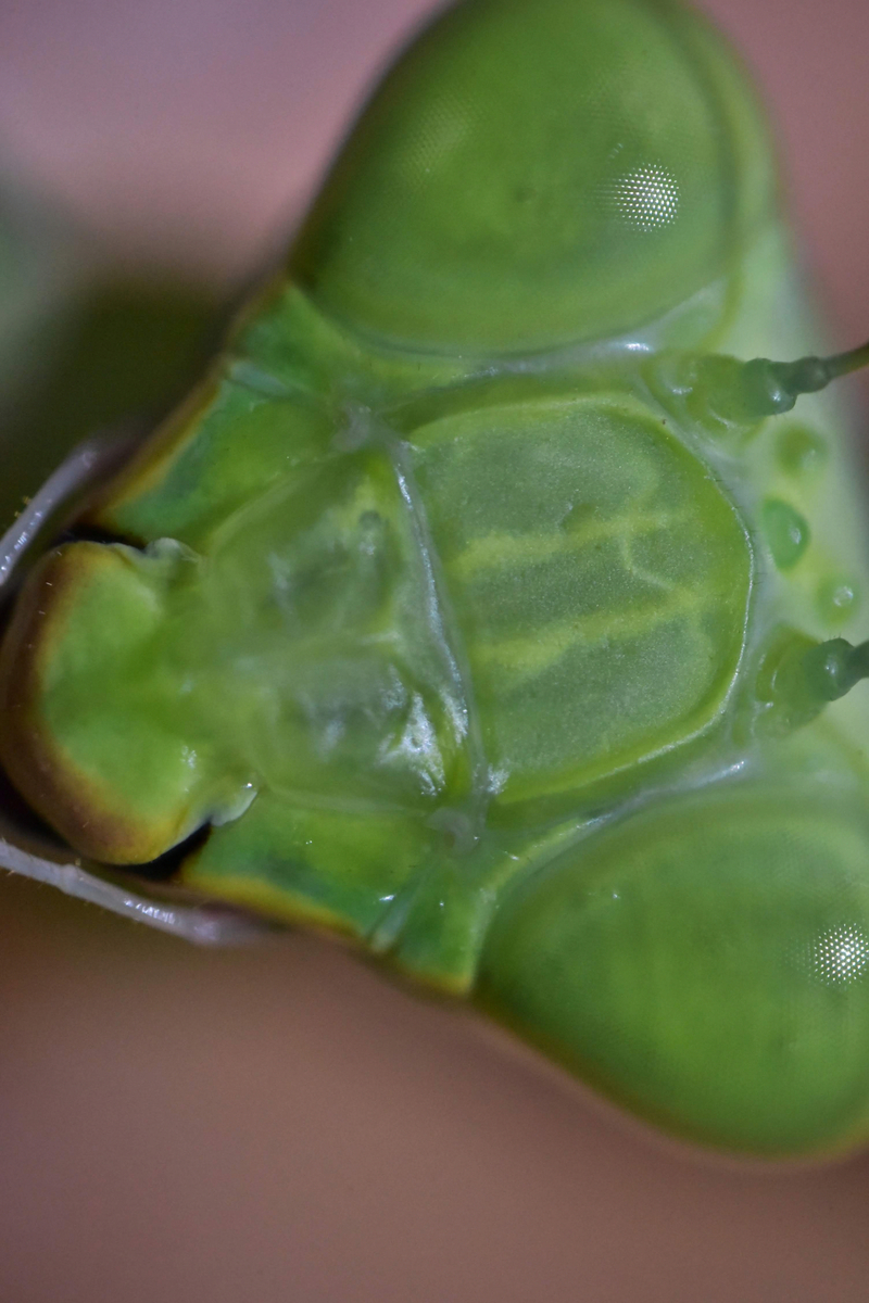 f:id:psato7:20200823095003j:plain