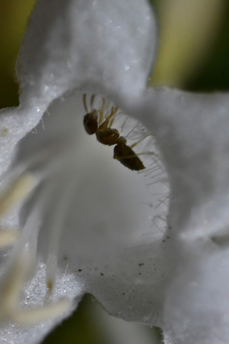 f:id:psato7:20200823101856j:plain