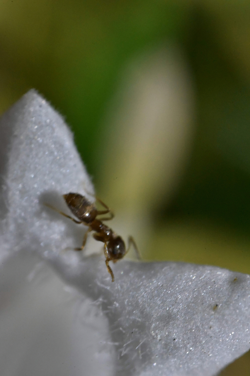 f:id:psato7:20200823101907j:plain