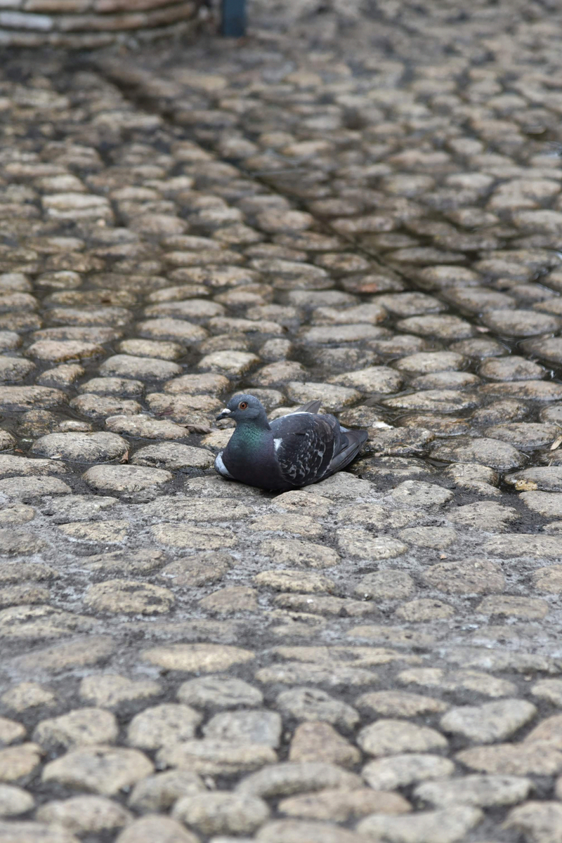 f:id:psato7:20200823102350j:plain