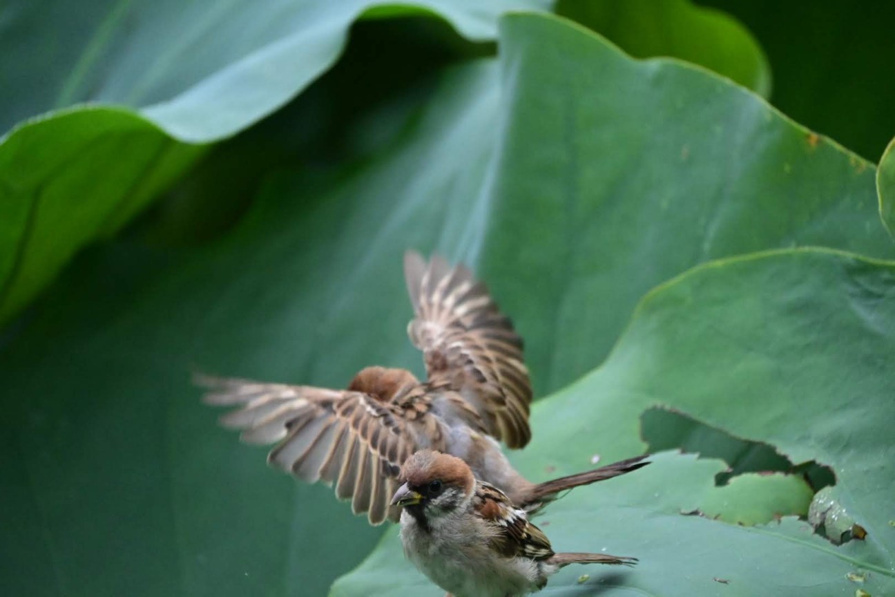 f:id:psato7:20200914123117j:image