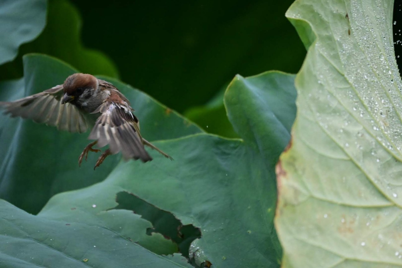 f:id:psato7:20200914123132j:image