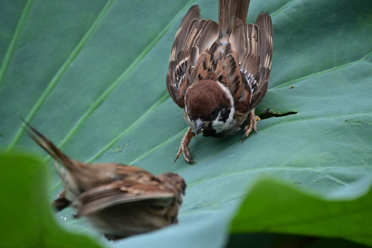 f:id:psato7:20200914123333j:image